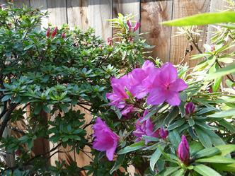 Photograph of one of the purple blooming azaleas on the property.