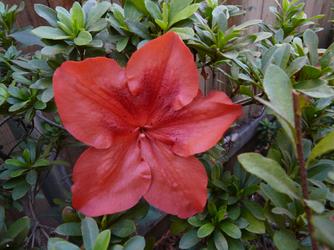 Photograph of one of the red blooming azaleas on the property.